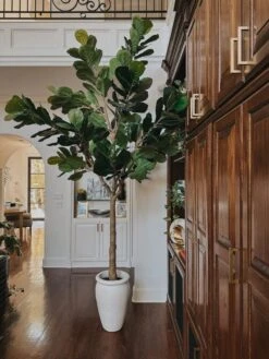 10-ft Artificial Fiddle Leaf Fig Tree -Eds Plant Shop 10 artificial fiddle leaf fig tree 792459
