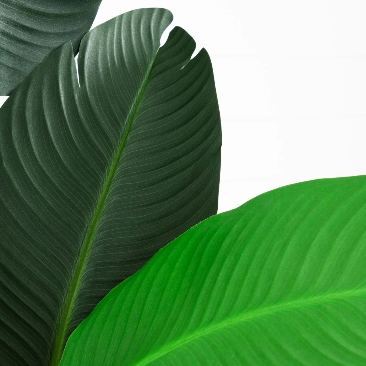 10-ft Artificial Travelers Palm Tree – Grand Tropical Statement 4 10-ft Artificial Travelers Palm Tree – Grand Tropical Statement - Image 2