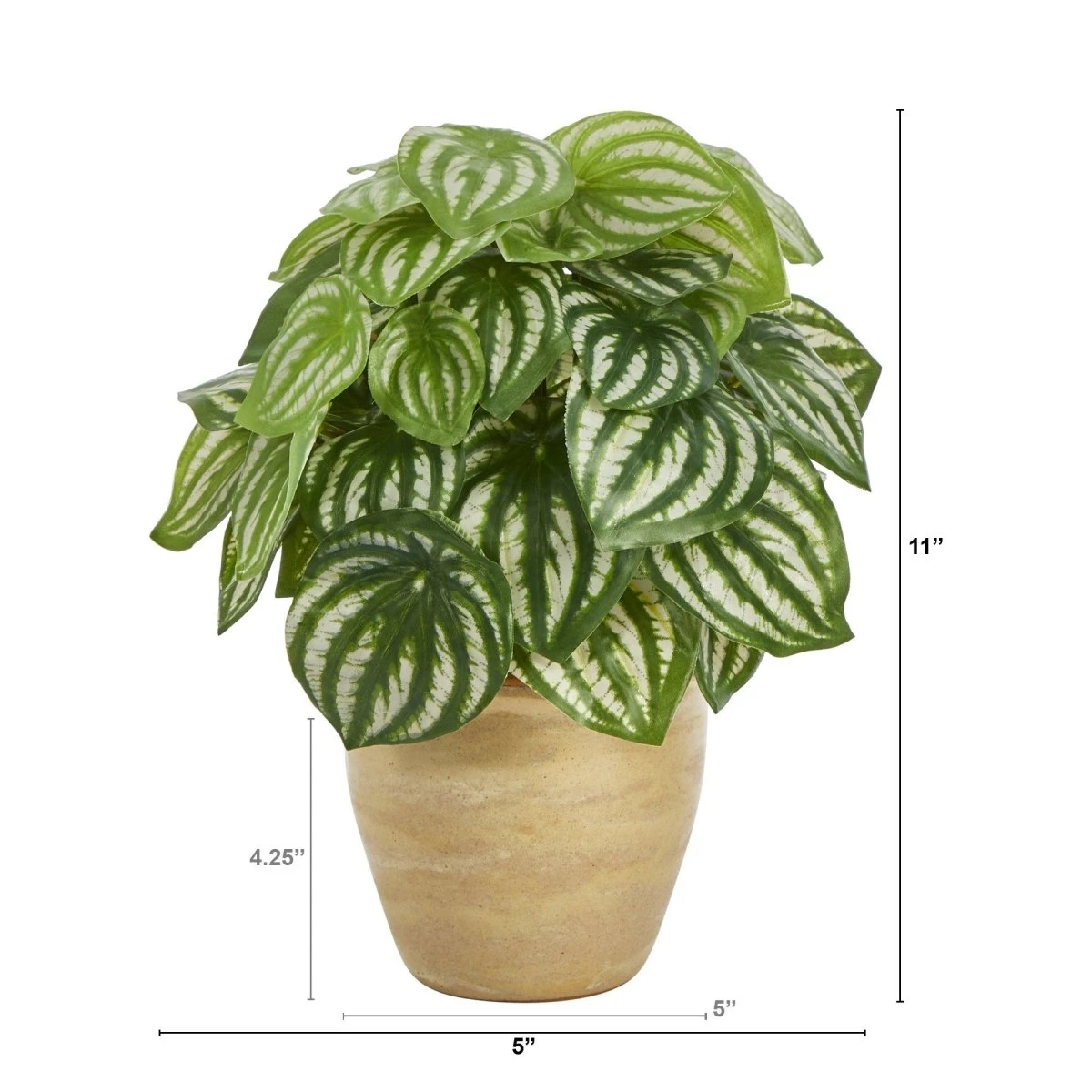 11-inch Artificial Watermelon Peperomia - Faux Plant In Ceramic Planter 4 11-inch Artificial Watermelon Peperomia - Faux Plant In Ceramic Planter - Image 2