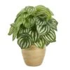 11-inch Artificial Watermelon Peperomia - Faux Plant In Ceramic Planter -Eds Plant Shop 11 inch artificial watermelon peperomia faux plant in ceramic planter 6748825