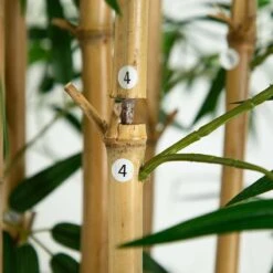 12-ft Artificial Bamboo Tree With Real Bamboo Trunks -Eds Plant Shop 12 artificial bamboo tree with real bamboo trunks 366979