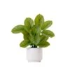 12-in Artificial Calathea Plant With Decorative Planter -Eds Plant Shop 12 artificial calathea plant with decorative planter 692521