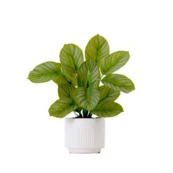 12-in Artificial Calathea Plant With Decorative Planter