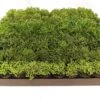 2" Rhipsalis Assortment – Variety Pack Of Jungle Cactus -Eds Plant Shop 2 rhipsalis assortment variety pack of jungle cactus 9747132