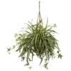 20-in Spider Plant Hanging Basket -Eds Plant Shop 20 spider plant hanging basket 859407