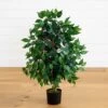 3-ft Ficus Silk Tree -Eds Plant Shop 3 ficus silk tree 448742