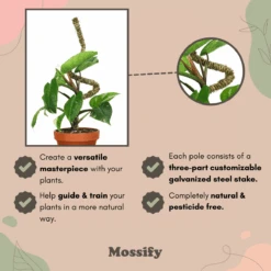 3 Pack Bendable Moss Pole™ THIN – Flexible Plant Support For Smaller Pots & Delicate Climbers 32 3 Pack Bendable Moss Pole™ THIN – Flexible Plant Support For Smaller Pots & Delicate Climbers -Eds Plant Shop 3 pack bendable moss pole thin flexible plant support for smaller pots delicate climbers 1513711