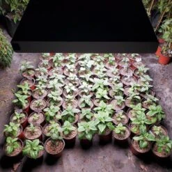 4' 8 Lamp LED Grow Light - T5 HO Sun White Pro Spectrum -Eds Plant Shop 4 8 lamp led grow light t5 ho sun white pro spectrum 216801