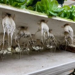 4' 8 Lamp LED Grow Light –T5 HO Sun White Spectrum -Eds Plant Shop 4 8 lamp led grow light t5 ho sun white spectrum 288098