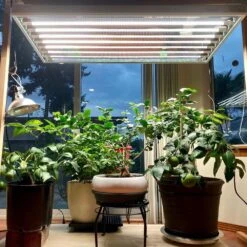 4' 8 Lamp LED Grow Light –T5 HO Sun White Spectrum -Eds Plant Shop 4 8 lamp led grow light t5 ho sun white spectrum 416435