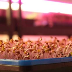 4' LED Grow Lamp – T8 HO Red Bloom Pro Spectrum -Eds Plant Shop 4 led grow lamp t8 ho red bloom pro spectrum 632515