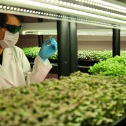 4' LED Grow Lamp – T8 HO Sun White Pro Spectrum -Eds Plant Shop 4 led grow lamp t8 ho sun white pro spectrum 657735