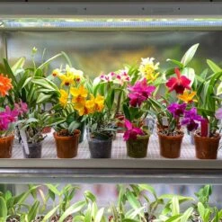 4' LED Grow Lamp With Ballast Bypass – T5 Sun White Spectrum -Eds Plant Shop 4 led grow lamp with ballast bypass t5 sun white spectrum 343605