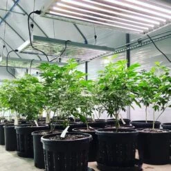 4' LED Grow Lamp With Ballast Bypass – T5 Sun White Spectrum -Eds Plant Shop 4 led grow lamp with ballast bypass t5 sun white spectrum 391283