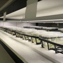 4' LED Grow Light – Integrated T8 Sun White Spectrum -Eds Plant Shop 4 led grow light integrated t8 sun white spectrum 115847