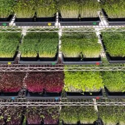 4' LED Grow Light – Integrated T8 Sun White Spectrum -Eds Plant Shop 4 led grow light integrated t8 sun white spectrum 287425