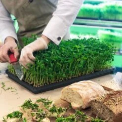 4' LED Grow Light – Integrated T8 Sun White Spectrum -Eds Plant Shop 4 led grow light integrated t8 sun white spectrum 829011