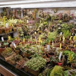 4' LED Plug And Play Grow Lamp – T5 HO Sun White Spectrum -Eds Plant Shop 4 led plug and play grow lamp t5 ho sun white spectrum 603041