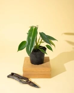 Philodendron 'Spiritus Sancti' -Eds Plant Shop 4 philodendron spiritus sancti 140525