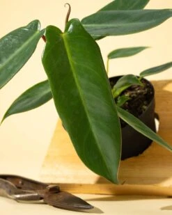 Philodendron 'Spiritus Sancti' -Eds Plant Shop 4 philodendron spiritus sancti 294509