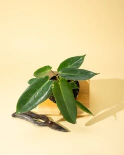 Front Page -Eds Plant Shop 4 philodendron spiritus sancti 790640