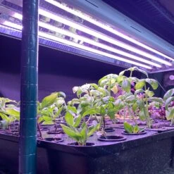 4' Plug & Play LED Grow Lamp –T5 HO Red Bloom Pro Spectrum 9 4' Plug & Play LED Grow Lamp –T5 HO Red Bloom Pro Spectrum -Eds Plant Shop 4 plug play led grow lamp t5 ho red bloom pro spectrum 743714