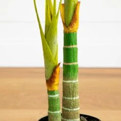 5-ft Golden Cane Artificial Palm Tree - Bring Paradise Indoors -Eds Plant Shop 5 golden cane artificial palm tree bring paradise indoors 400691