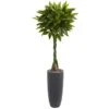 5.5-ft Artificial Money Tree In Gray Cylinder Planter (Real Touch) -Eds Plant Shop 55 artificial money tree in gray cylinder planter real touch 605055