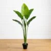 64-in Travelers Palm Tree – UV Resistant (Indoor/Outdoor) -Eds Plant Shop 64 travelers palm tree uv resistant indooroutdoor 340001