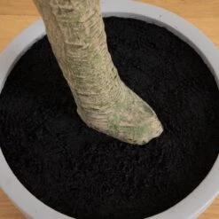 7.5-ft Faux Eucalyptus Tree | Realistic Indoor Greenery – Ed's Plant Shop -Eds Plant Shop 75 faux eucalyptus tree realistic indoor greenery eds plant shop 539765