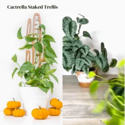 Cactrella - Plant Trellis Inspired By The Barrel Cactus -Eds Plant Shop Cactrellawoodentrellisforhousplants