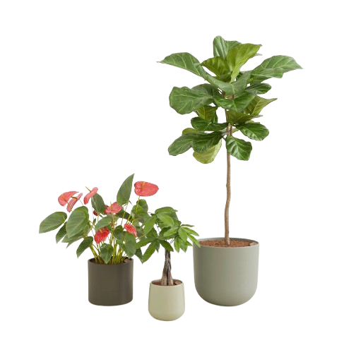 Front Page -Eds Plant Shop Fresh starts countryside 0 stand removebg preview