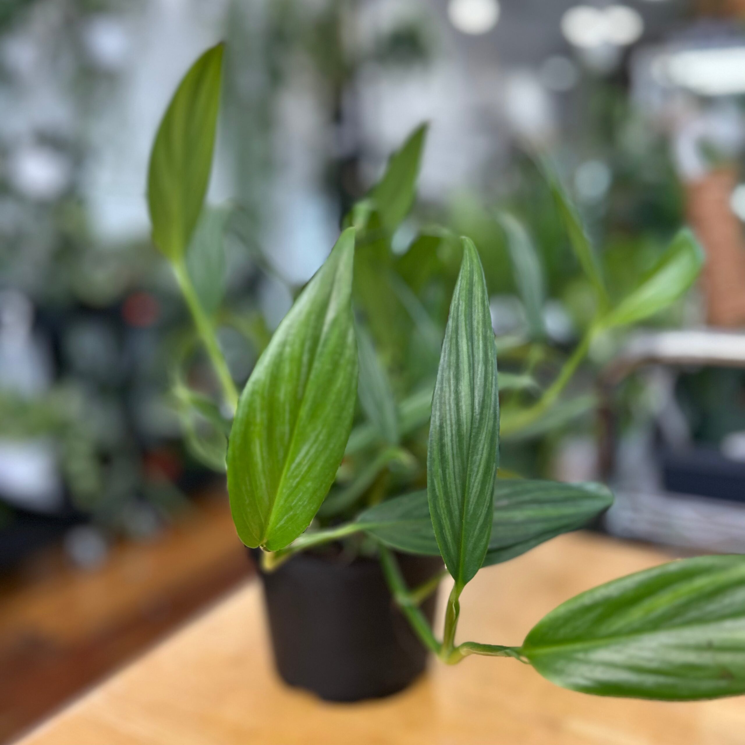 Epipremnum Amplissimum - Silver Streak Pothos - 6 Inch 4 Epipremnum Amplissimum - Silver Streak Pothos - 6 Inch - Image 2