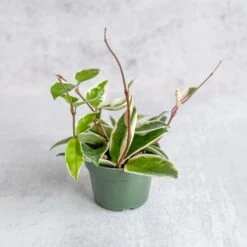 Hoya Carnosa 'Krimson Queen' Wax Plant -Eds Plant Shop Hoya Carnosa Krimson Queen Wax Plant1