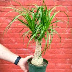 Beaucarnea Recurvata 'Ponytail Palm' -Eds Plant Shop IMG 2953