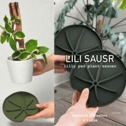 Lili Saucer – Stylish Lily Pad Plant Saucer For Drainage, Root Rot Prevention & Humidity 13 Lili Saucer – Stylish Lily Pad Plant Saucer For Drainage, Root Rot Prevention & Humidity -Eds Plant Shop Lili Sausr Green Medium size video
