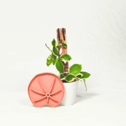 Lili Saucer – Stylish Lily Pad Plant Saucer For Drainage, Root Rot Prevention & Humidity 14 Lili Saucer – Stylish Lily Pad Plant Saucer For Drainage, Root Rot Prevention & Humidity -Eds Plant Shop Lili Sausr Teracotta medium size