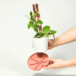 Lili Saucer – Stylish Lily Pad Plant Saucer For Drainage, Root Rot Prevention & Humidity 16 Lili Saucer – Stylish Lily Pad Plant Saucer For Drainage, Root Rot Prevention & Humidity -Eds Plant Shop Lili Sausr multicolor