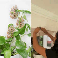 Monstrella - Wall Mounted Plant Support For Climbing Vines -Eds Plant Shop Mostrella3 ezgif.com video to gif converter