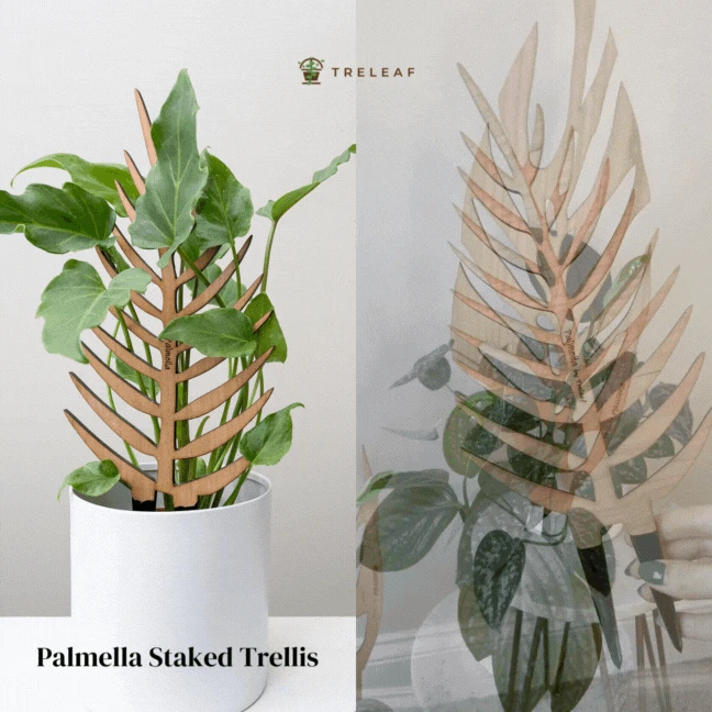 Palmella - Plant Support & Trellis 4 Palmella - Plant Support & Trellis - Image 2