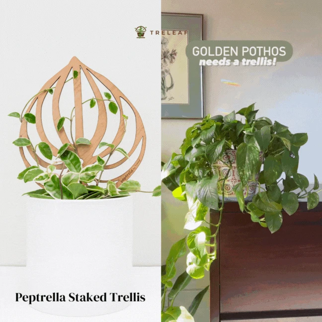 Peptrella - Peperomia Inspired Plant Trellis 4 Peptrella - Peperomia Inspired Plant Trellis - Image 2