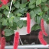 Acalypha Hispida - Chenille Plant Hanging Basket -Eds Plant Shop acalypha hispida chenille plant hanging basket 248655