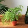 Adiantum Raddianum - Elegant Maidenhair Fern 1 Adiantum Raddianum - Elegant Maidenhair Fern -Eds Plant Shop adiantum raddianum elegant maidenhair fern various sizes 291017