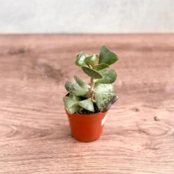 Adromischus Maculatus - Calico Hearts Plant -3 Inch 9 Adromischus Maculatus - Calico Hearts Plant -3 Inch -Eds Plant Shop adromischus maculatus calico hearts plant 3 inch 439021