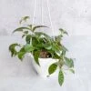 Aeschynanthus Longicaulis ‘Black Pagoda’ - Hanging Basket -Eds Plant Shop aeschynanthus longicaulis black pagoda hanging basket 314064