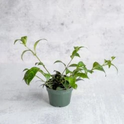 Front Page -Eds Plant Shop aeschynanthus longicaulis lipstick plant black pagoda 4 inch 693237