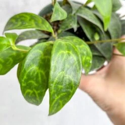 Aeschynanthus Longicaulis - Lipstick Plant ‘Black Pagoda’ -Eds Plant Shop aeschynanthus longicaulis lipstick plant black pagoda 4 inch 832034