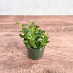 Aeschynanthus Longicaulis 'Purple Star' - Purple Star Lipstick Plant 8 Aeschynanthus Longicaulis 'Purple Star' - Purple Star Lipstick Plant -Eds Plant Shop aeschynanthus longicaulis purple star purple star lipstick plant various sizes 721857