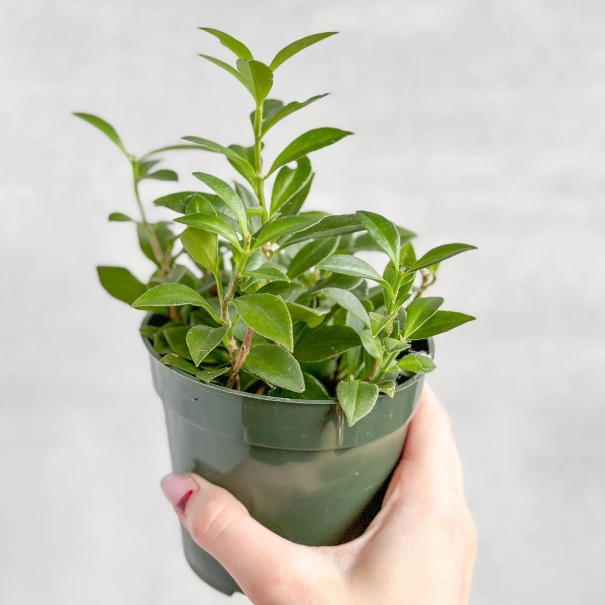 Aeschynanthus Longicaulis 'Purple Star' - Purple Star Lipstick Plant 6 Aeschynanthus Longicaulis 'Purple Star' - Purple Star Lipstick Plant - Image 4