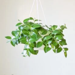 Aeschynanthus Radicans - Lipstick Plant Hanging Basket 7 Aeschynanthus Radicans - Lipstick Plant Hanging Basket -Eds Plant Shop aeschynanthus radicans lipstick plant various hanging basket sizes 552174